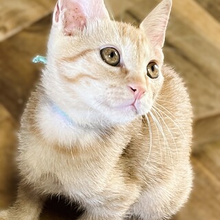 ★里親様決定★人が大好きやんちゃな甘えん坊❤チン平