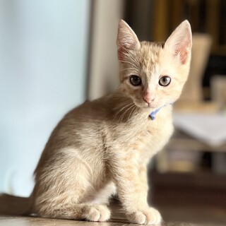 ★里親様決定★ちょっとビビりだけど甘えん坊❤カン太