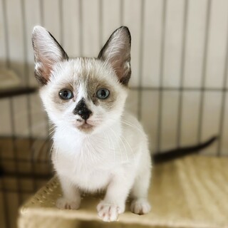 ★里親様決定★天真爛漫懐っこいシャム風❤なな
