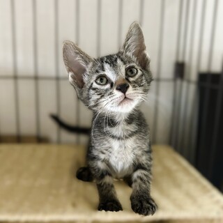 ★里親様決定★少しシャイだけど元気一杯！❤もも