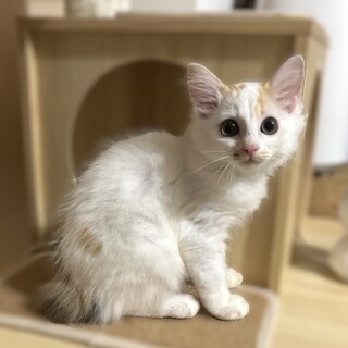 ★里親様決定★ゴロゴロ懐っこい長毛三毛❤ふわり