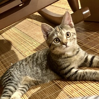 ●美人さん●びっくり顔がキュート●活発でおりこう