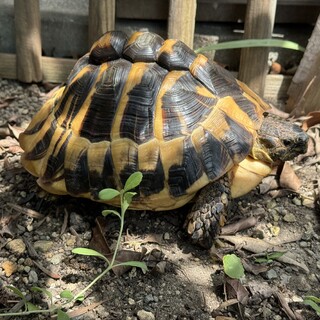 大切にしてくださる方 よろしくお願いします