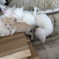 ブルーアイの子猫たち