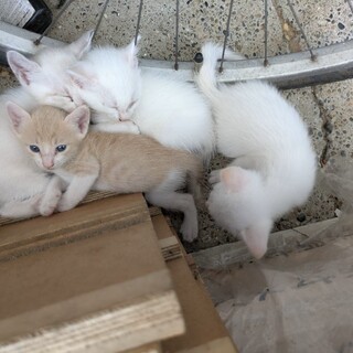 ブルーアイの子猫たち