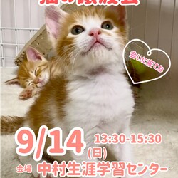 猫の譲渡会　キャットナニー