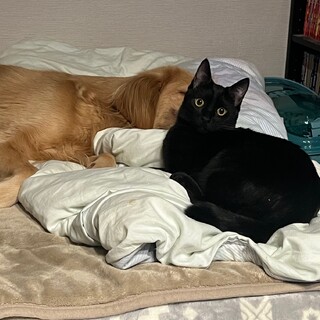 お空へ『トナ』白血病陽性でも元気な男の子