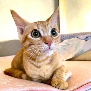 賢いハピくん！