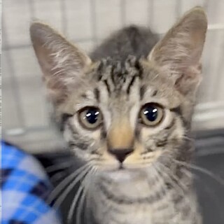 懐っこくて甘えん坊で人も猫も大好きカイ君