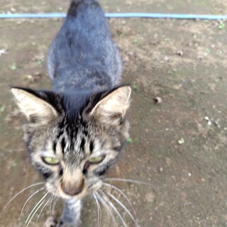 千葉　親のいない野良ちゃんを保護しました