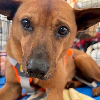 里親様決定しました！