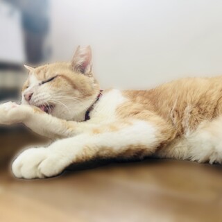 一緒に穏やかな時間が過ごせます！【大阪市】