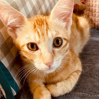 活発で可愛いにゃんこ♡ロロくん