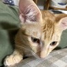 活発で可愛いにゃんこ♡ロロくん サムネイル2