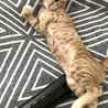 活発で可愛いにゃんこ♡ロロくん サムネイル3
