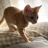 活発で可愛いにゃんこ♡ロロくん サムネイル4