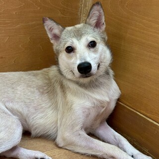 毛色も性格も優しい！【アイス】ちゃん♡