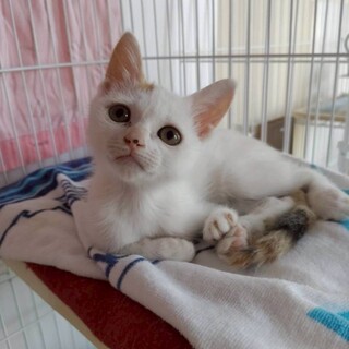 おててのハンデなんのその！お転婆娘　みつき♀