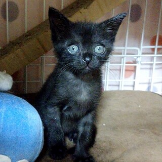 おきゃん猫様オーダー確認用 おきゃん猫様オーダー確認用