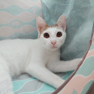 前髪パッツン♪　元気いっぱい　茶四郎♂