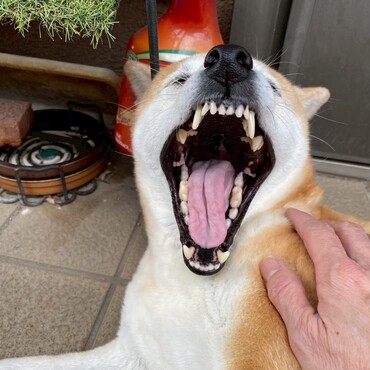 どんなに可憐でお淑やかでも欠伸は豪快です艸