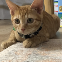 チャト君　3ヶ月