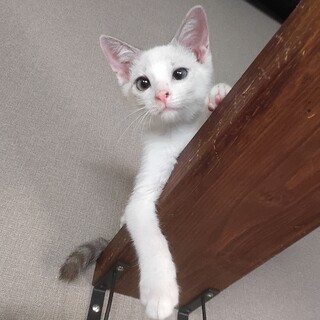 青い瞳のイケメン テレビ好き