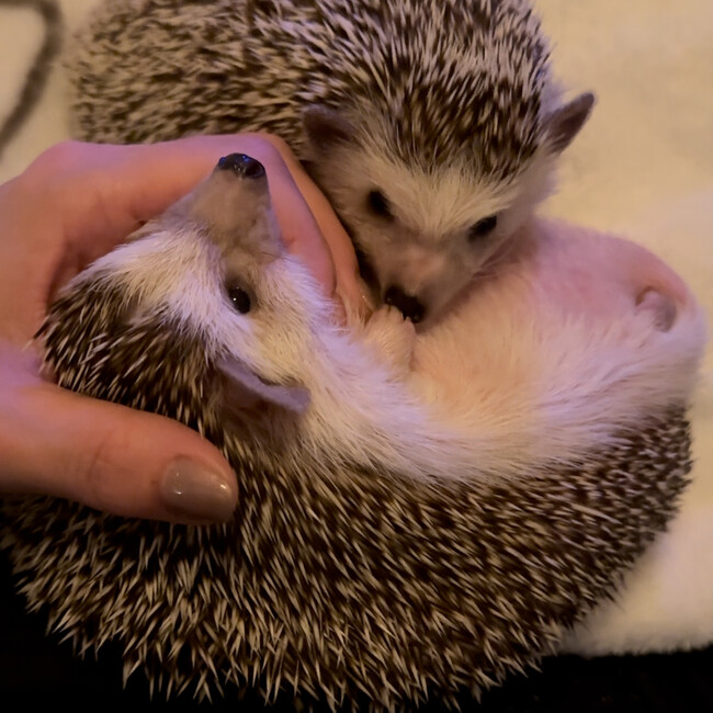 チャラオのカバー写真