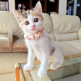 遊ぶことが好きで好奇心旺盛♡花火ちゃん