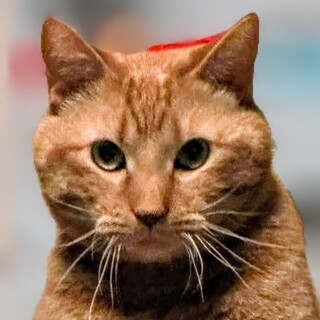 茶トラ男子部・特別な個性を持っている「プリン」