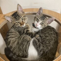 in江南市☆子猫がいっぱい☆猫達をオウチに迎えよう2025年9月14日（日）～ちーむにゃいんず サムネイル1