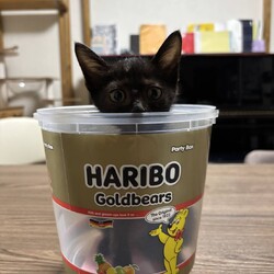 in江南市☆子猫がいっぱい☆猫達をオウチに迎えよう2025年9月14日（日）～ちーむにゃいんず サムネイル2