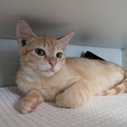 in江南市☆子猫がいっぱい☆猫達をオウチに迎えよう2025年9月14日（日）～ちーむにゃいんず サムネイル3