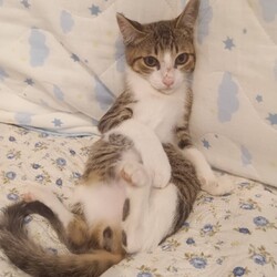 in名古屋市☆子猫もいっぱい☆猫達をオウチに迎えよう2025年9月14日（日）ちーむにゃいんず サムネイル2