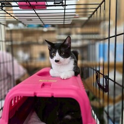 in名古屋市☆子猫もいっぱい☆猫達をオウチに迎えよう2025年9月14日（日）ちーむにゃいんず サムネイル3