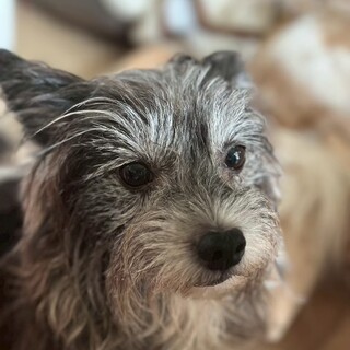 かわいいミックス