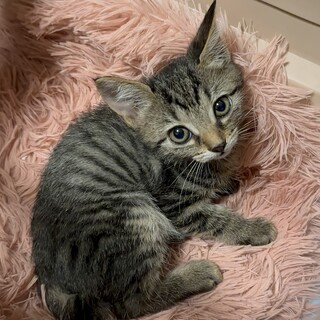 素敵なご家族と出会えました♡パールちゃん