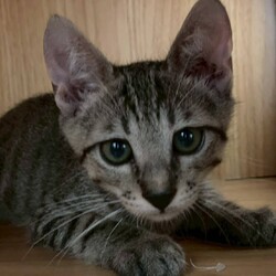 in岡崎市☆子猫もいっぱい☆猫達をオウチに迎えよう2025年9月15日（祝）ちーむにゃいんず サムネイル1