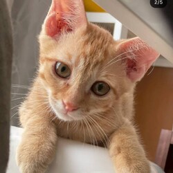 in岡崎市☆子猫もいっぱい☆猫達をオウチに迎えよう2025年9月15日（祝）ちーむにゃいんず サムネイル3