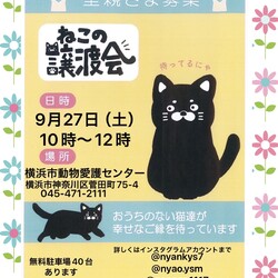 保護ねこ譲渡会in横浜市動物愛護センター