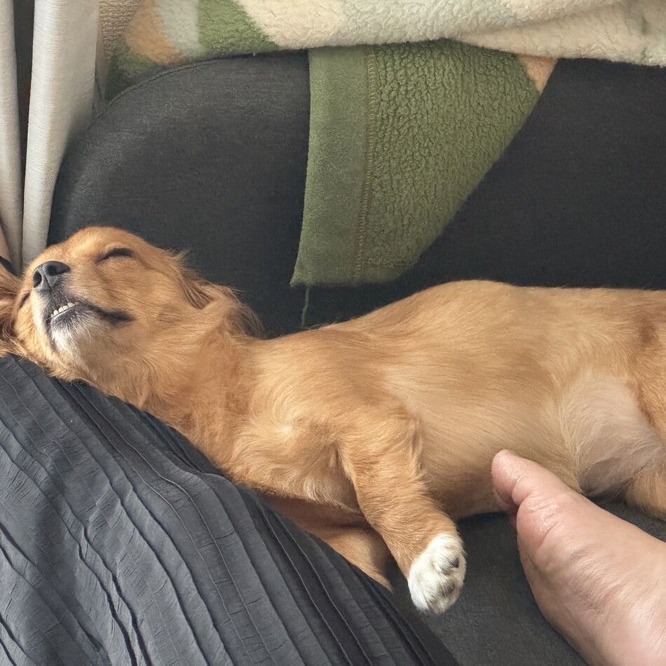 奏(かなで)のカバー写真