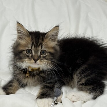 元気な男の子です。