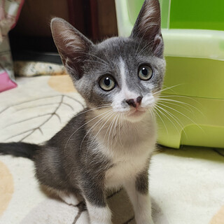 ときめき兄妹！綺麗なグレー『恋君』２ヶ月