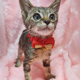 ときめき兄妹！アメショ柄『キュン君』2ヶ月