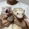 愛美と申します