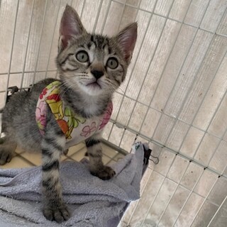 ミルクから育てた人懐こい子マイクロチップ済