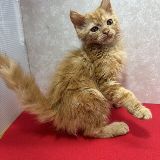 セルカークレックスMIX♂25/6/25生❤ラルク