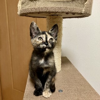 ありがとうございました★可愛いサビ猫ナナコちゃん