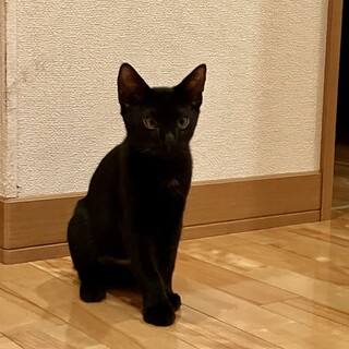 ありがとうございました★可愛い黒猫ダイチくん