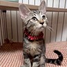 人も猫も大好き懐こくて甘え子アメショ柄メル姫 サムネイル6